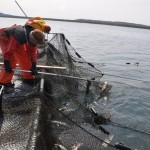 Lifting the second net of the day.