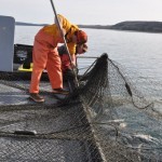 Fish are scooped from the pot by hand, using these long-handled nets.
