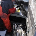 Some of the catch are stored below decks, covered in ice.