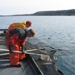 Each fish is moved several times, from lift to measuring and eventually to dockside.