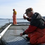 Making quick repairs. More extensive repairs will take place on land, after the nets are periodically removed.