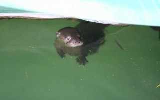 Otters in Fishtown