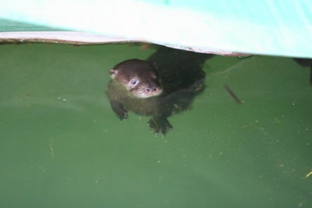 Otters in Fishtown 